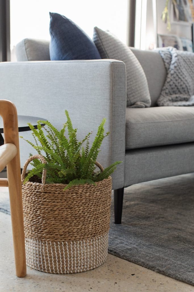 Woven basket display indoor plants