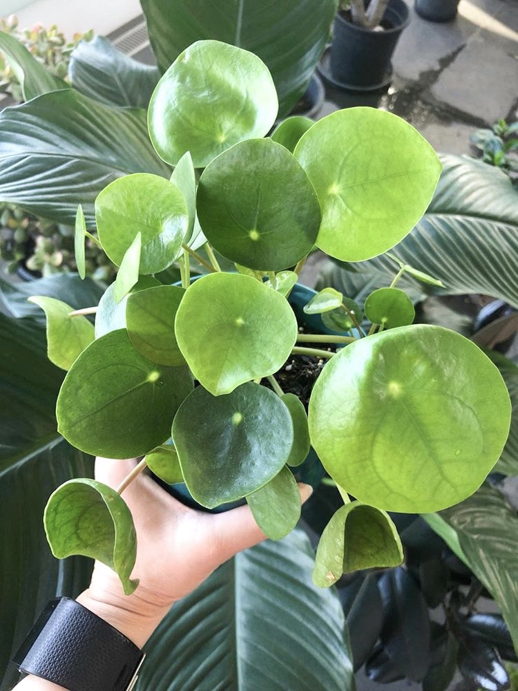 Keeping a Pilea Peperomiodes alive