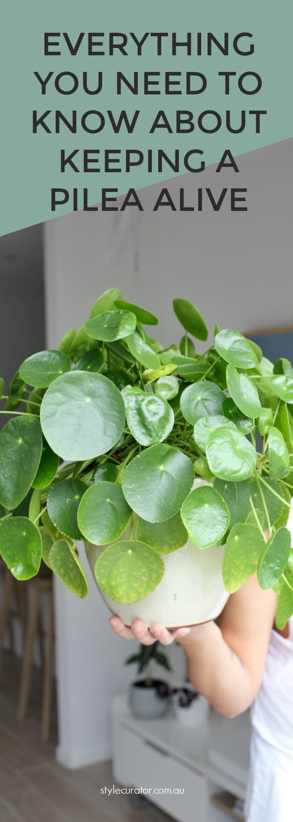 Keeping Pilea plants alive