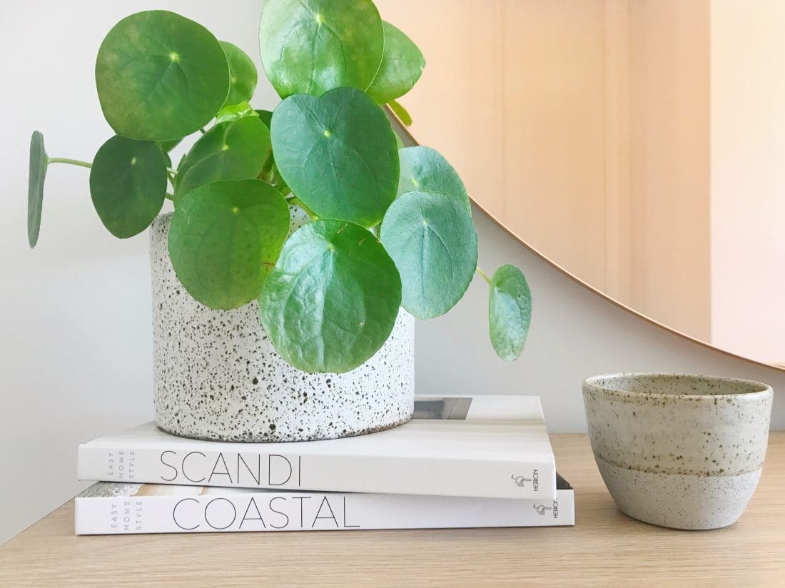 pilea