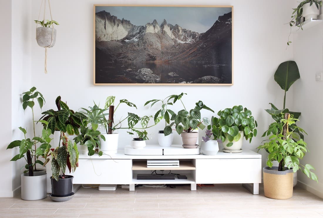 Indoor Plants