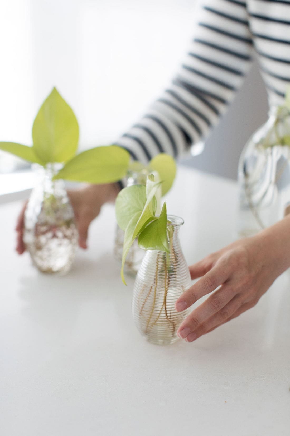 Jars to propagate plants