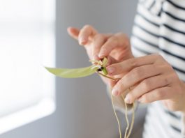 Pothos plant cutting