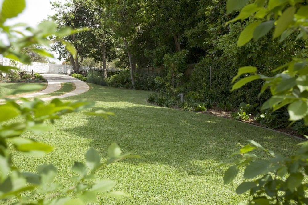 Lush green garden space