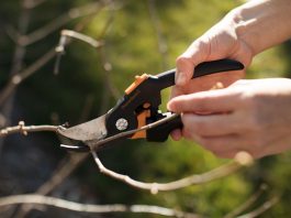 Prune plants