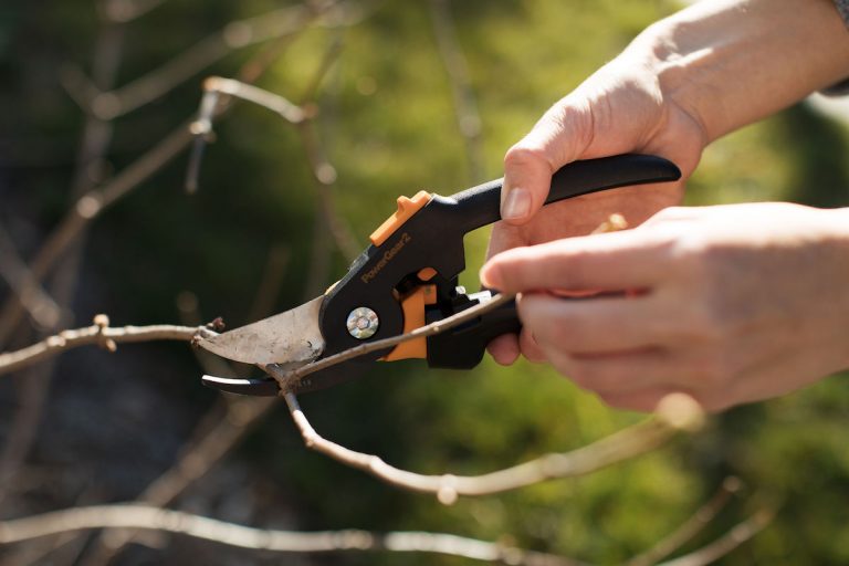 Prune plants