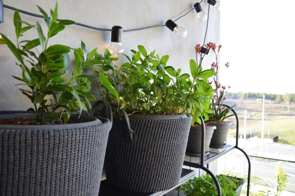 Herbs in garden pots