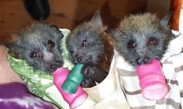 Bat wraps The Guardian Shoalhaven Bat Clinic and Sanctuary