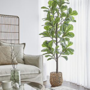 Giant fiddle leaf fig