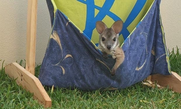 Homemade animal pouch image from The Guardian photography HeatherMcMurray