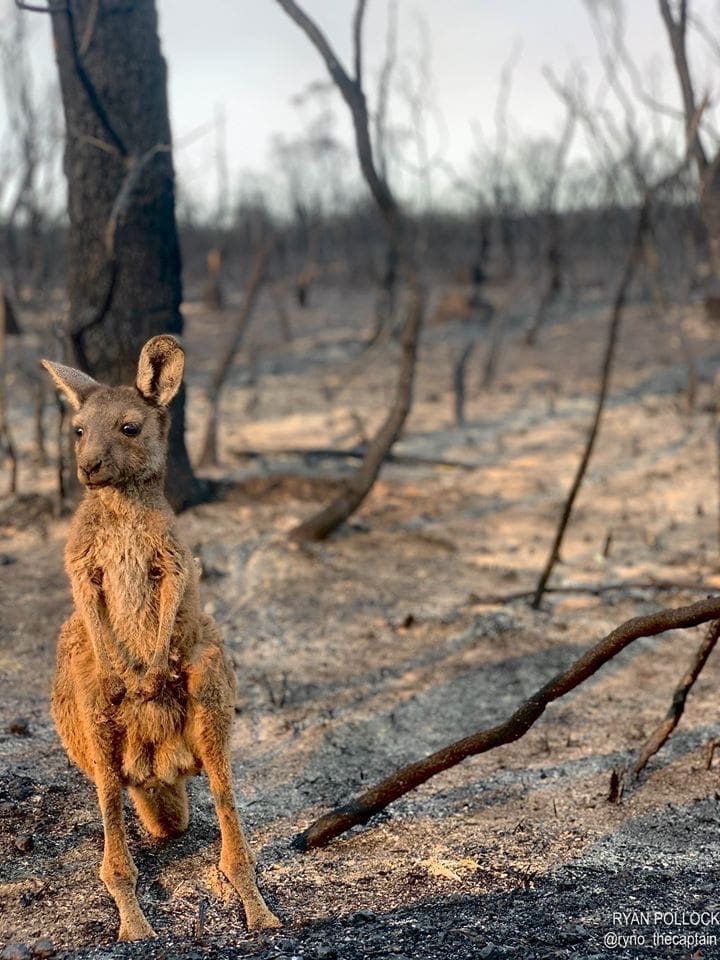 Kangaroo in bushfire area Oscars Law