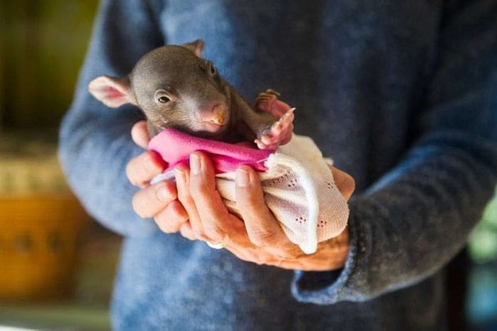 Marsupial pouches via ABC and TheRescueCollective DIY projects to help wildlife