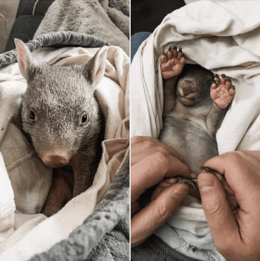 Wombat in pouch DIY projects to help wildlife