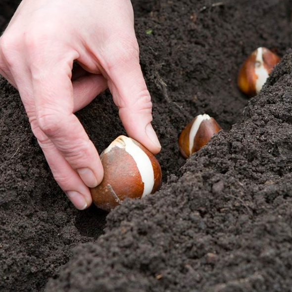Planting bulbs is one tip in our Autumn gardening guide