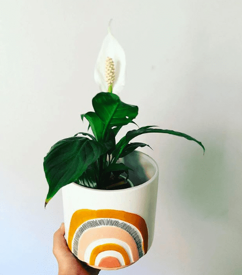 Peace lily