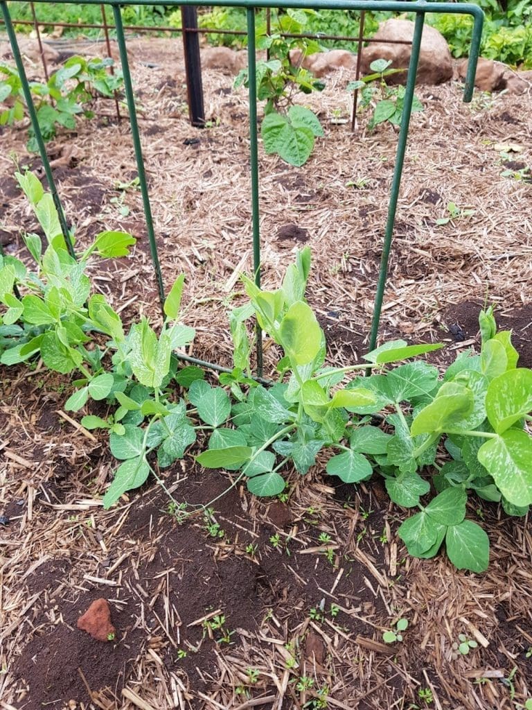 Winter gardening_peas