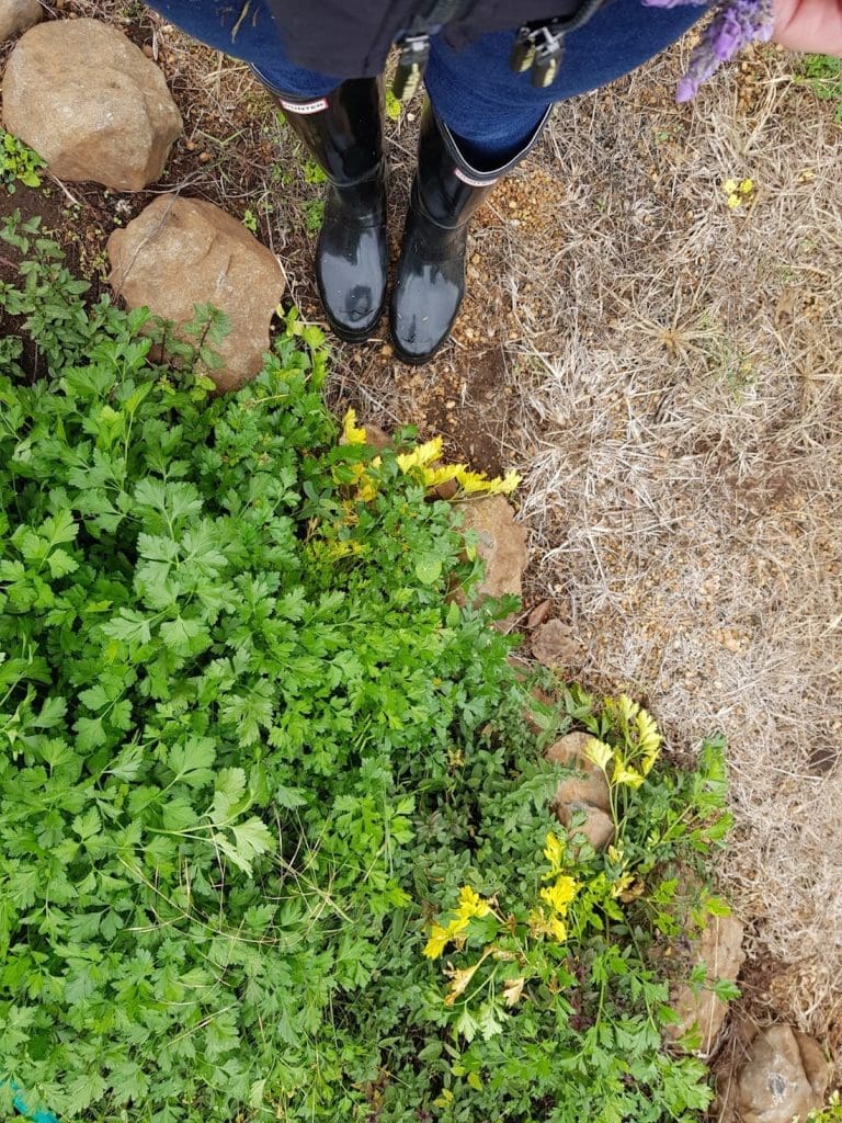 Winter gardening_boots in vege patch