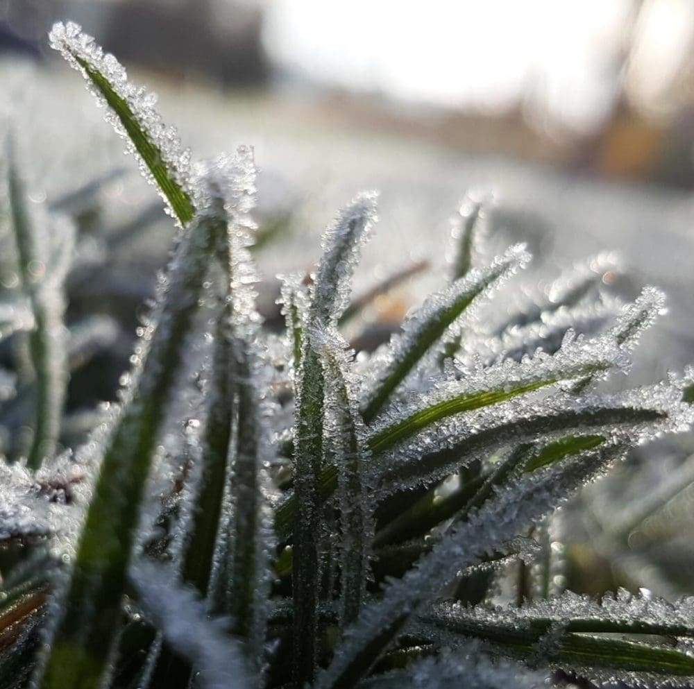 Winter gardening_frosty plants_fredellenterprises