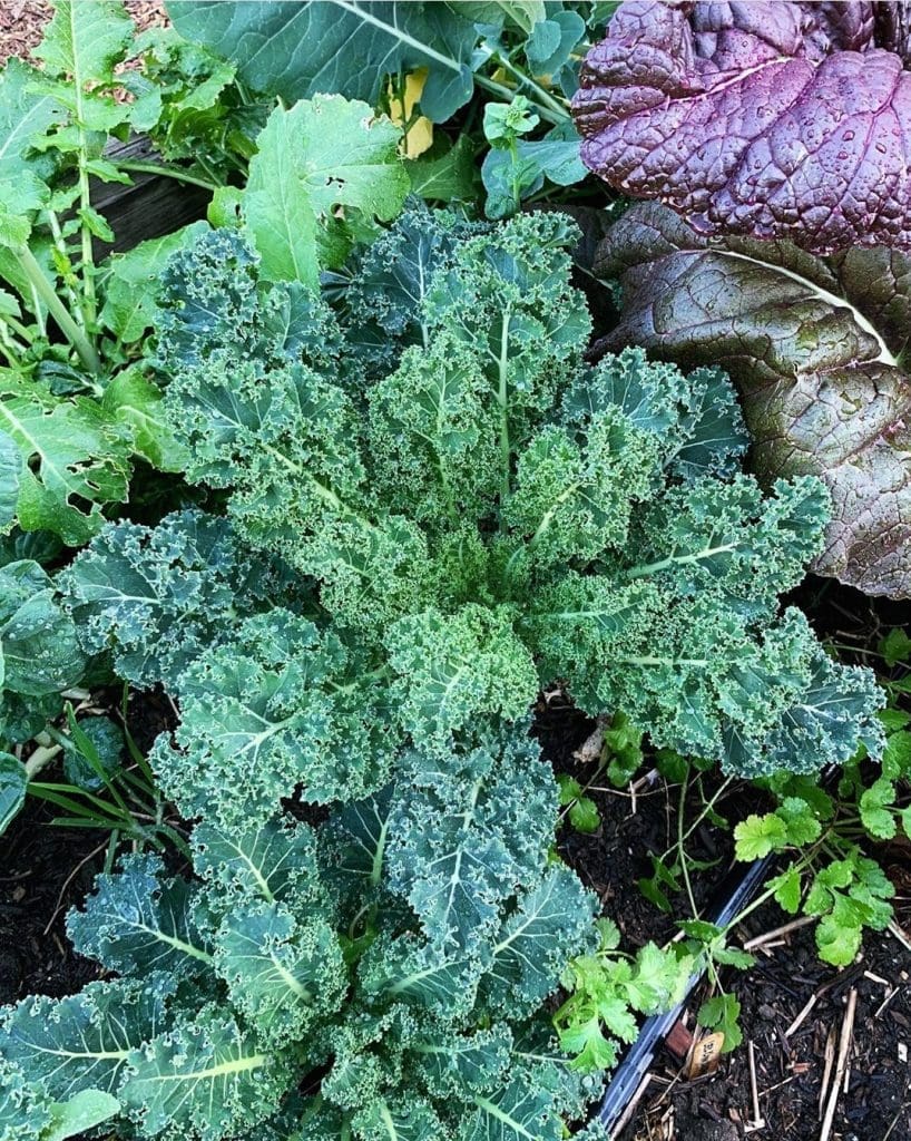 Winter gardening_kale_urbanvalleyredux