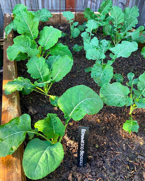 growing broccoli