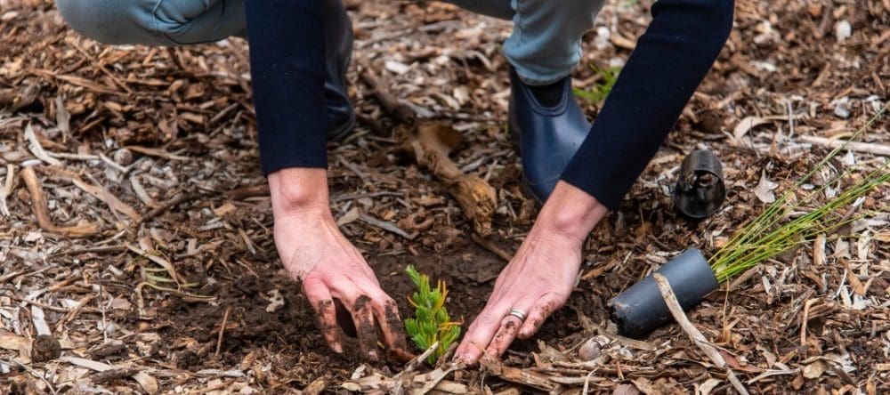 winter-gardening-tips_environment_sa_gov_au