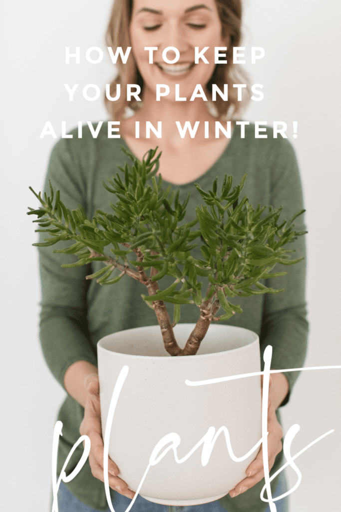 Keep your plants alive in winter