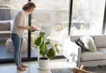 How to keep your plants alive in winter Keeping plants alive in winter