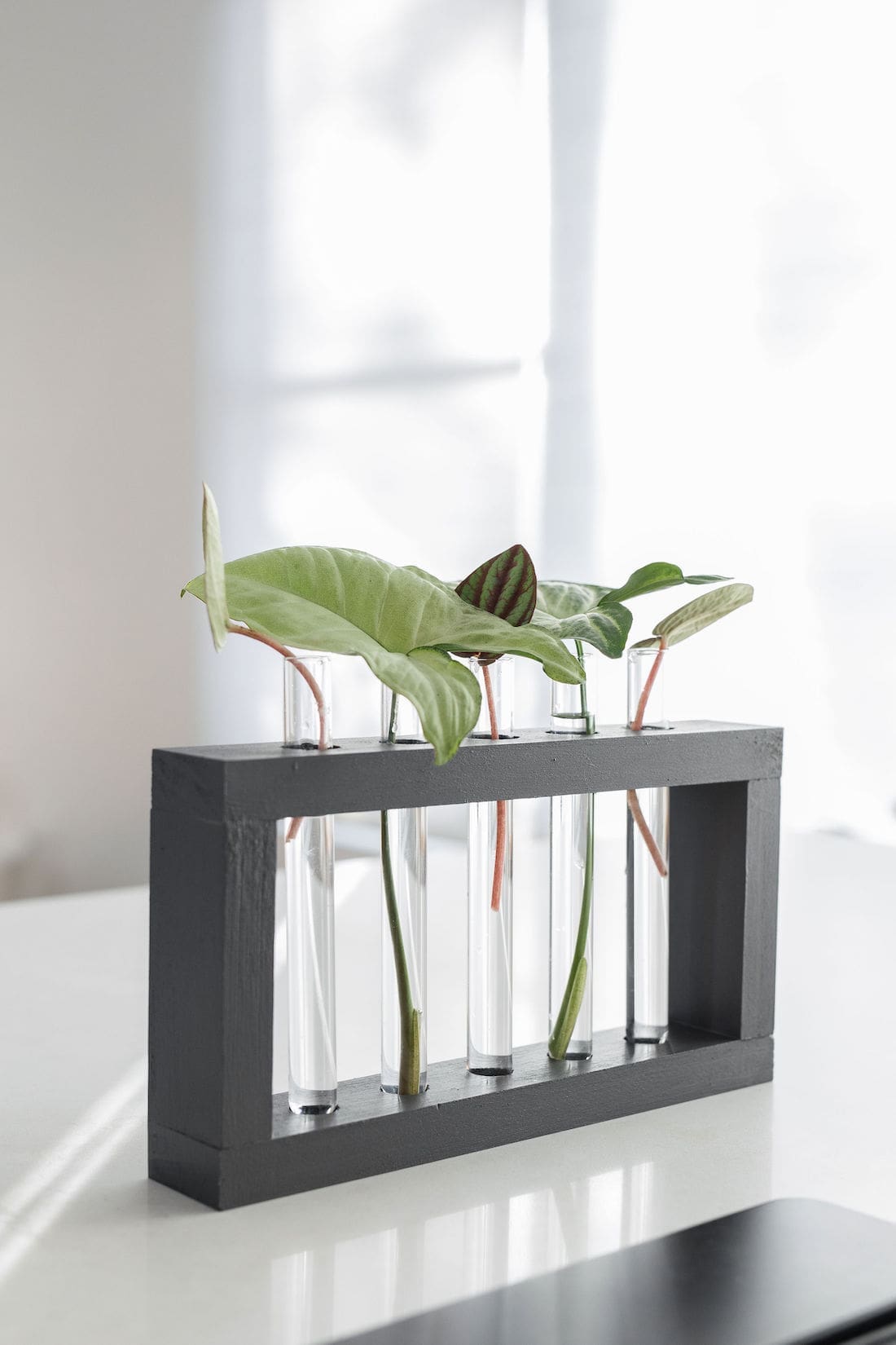 DIY test tube plant propagation stand A stylish way to grow plant cuttings