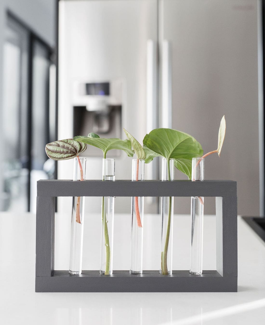 DIY test tube plant propagation stand A stylish way to grow plant cuttings