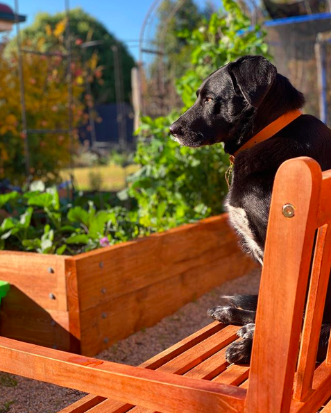 Dog in veggie garden