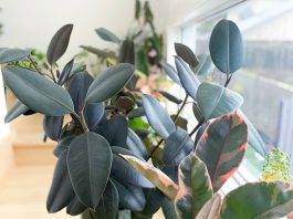 Rubber plant feature