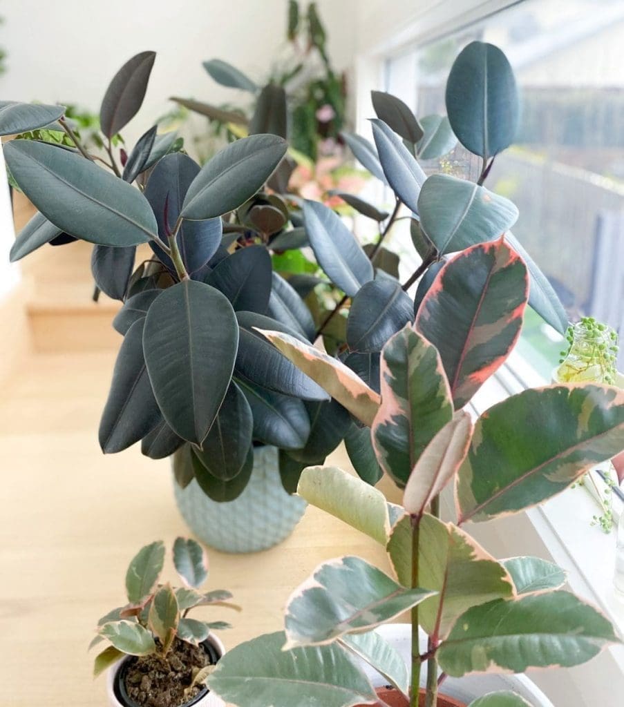 Ruby rubber plant