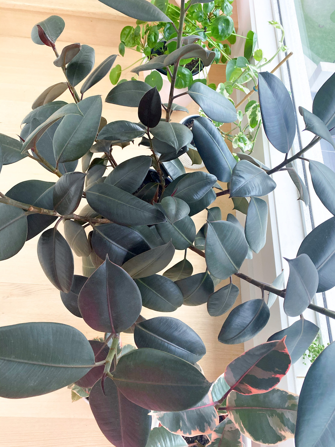 Everything you need to know about keeping a rubber plant alive