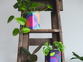 Rainbow pot plants