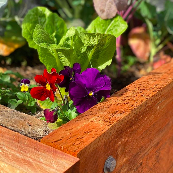 Pansies in garden bed