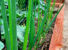 Spring onions in garden bed