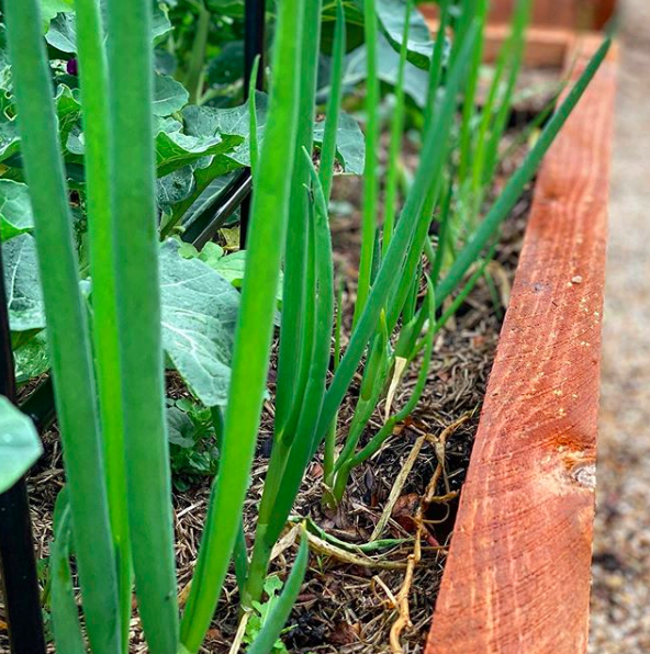 Spring onions in garden bed