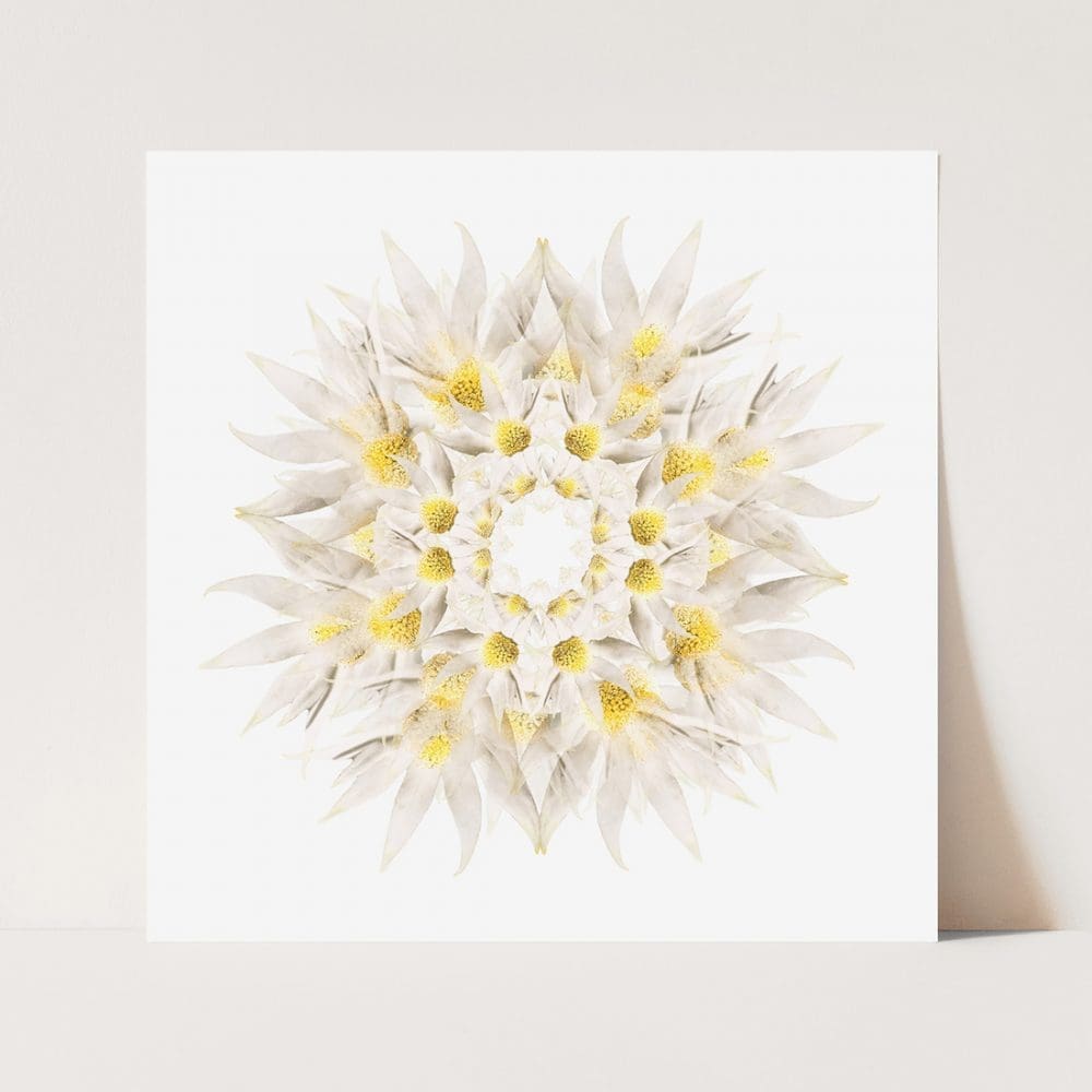 mandala-flannel-flower-paper-and-flower