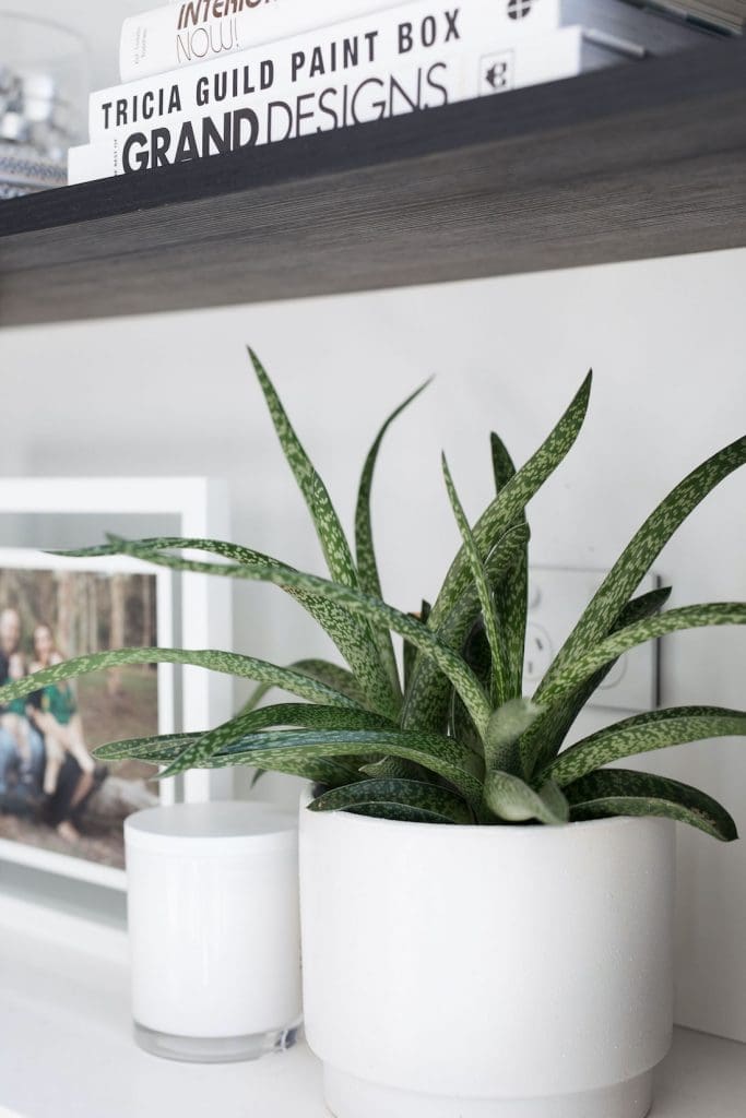 Aloe plant