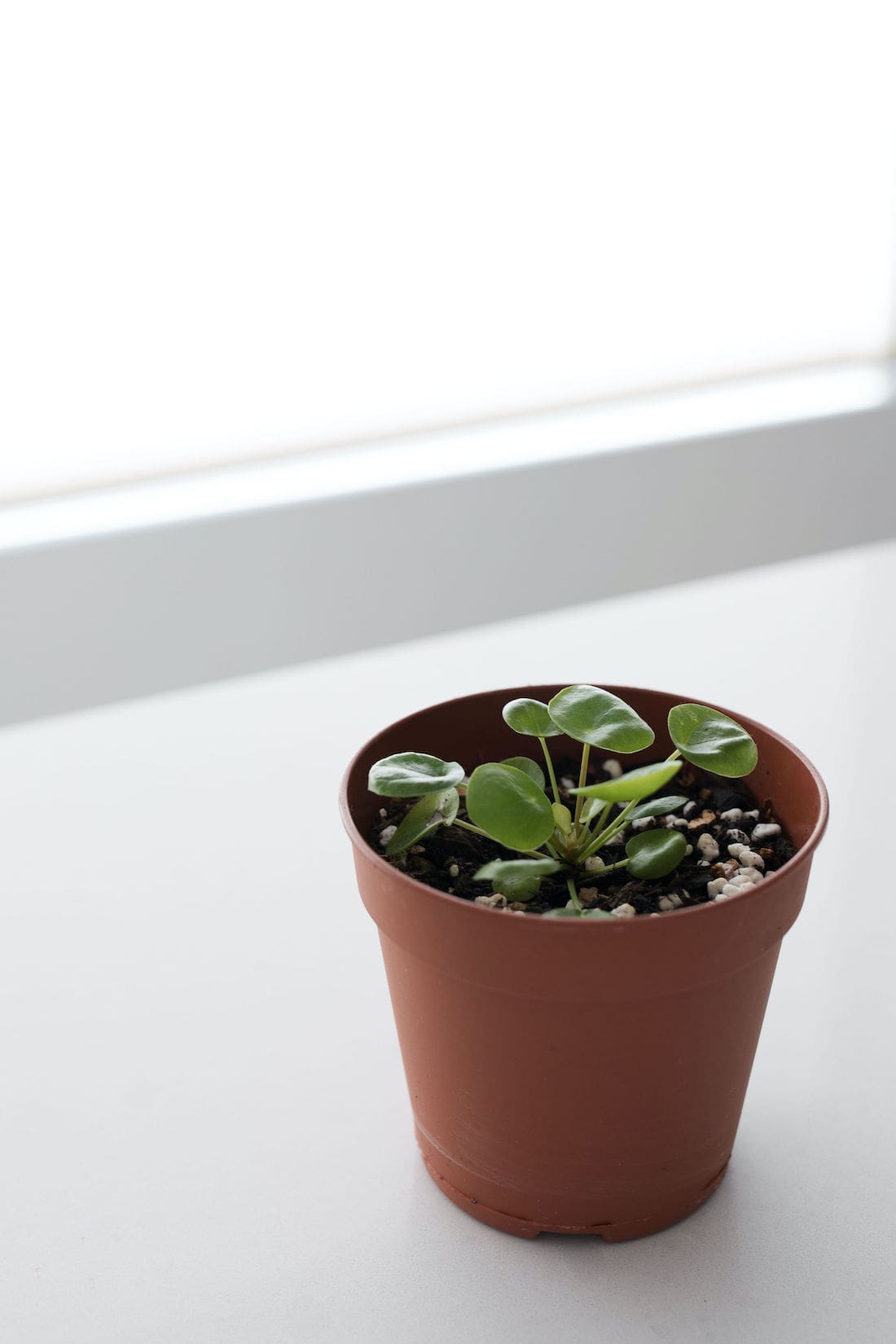 Pilea plant in my potting mix formula