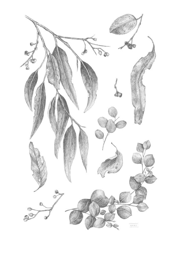 Gumleaf artwork detailed graphite illustrations