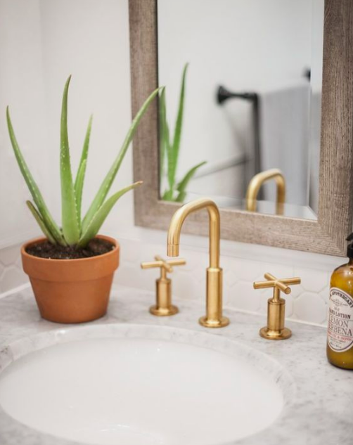 Aloe vera plant in bathroom with gold tapware