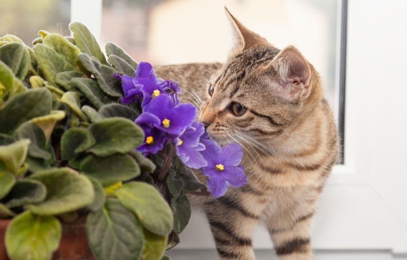 Cat and violet plant