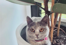 Cat in pot plant