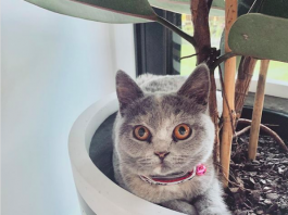 Cat in pot plant