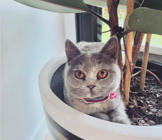 Cat in pot plant