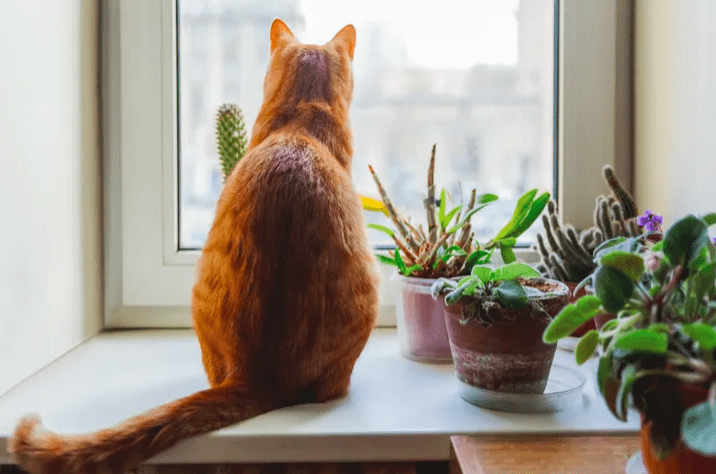 Ginger cat by pot plants