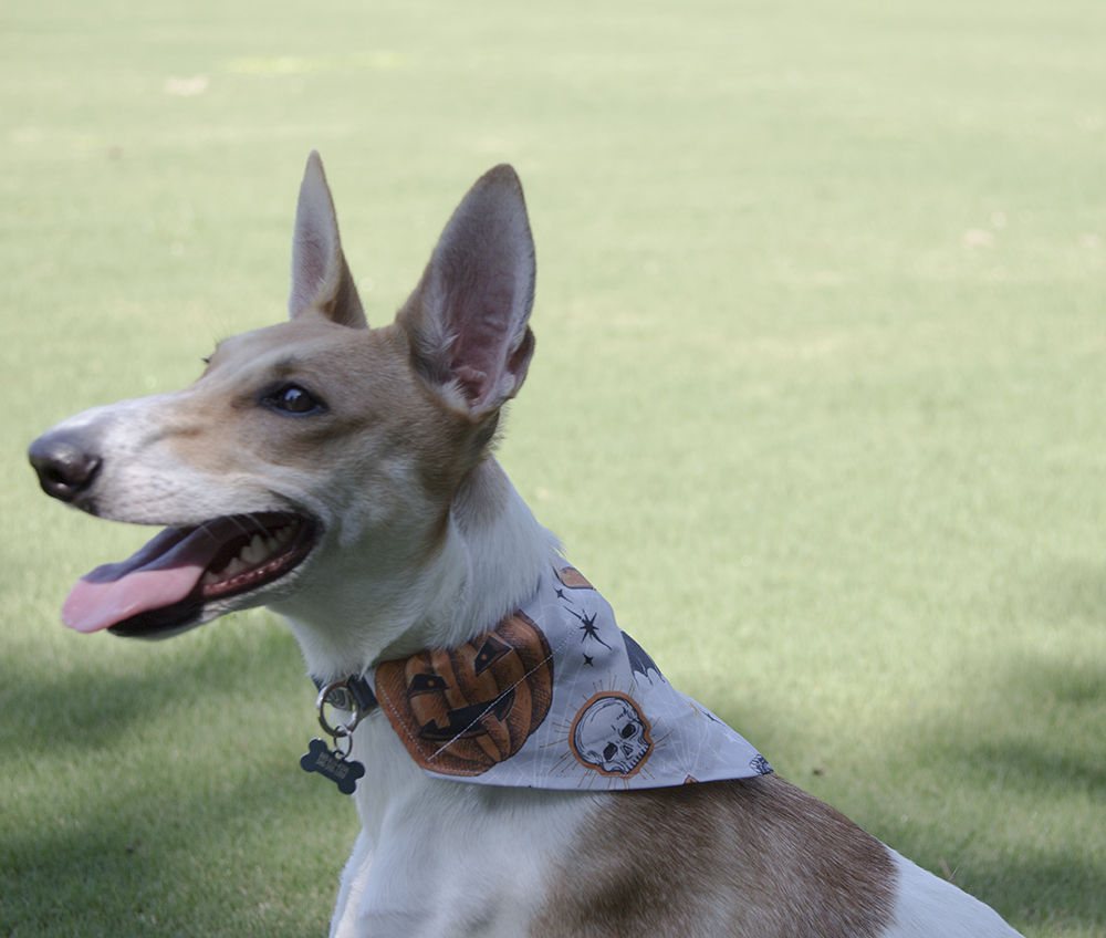 Dog-bandana DIY projects for dogs