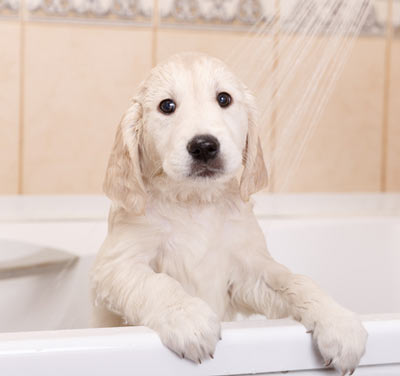 Dog in a bath