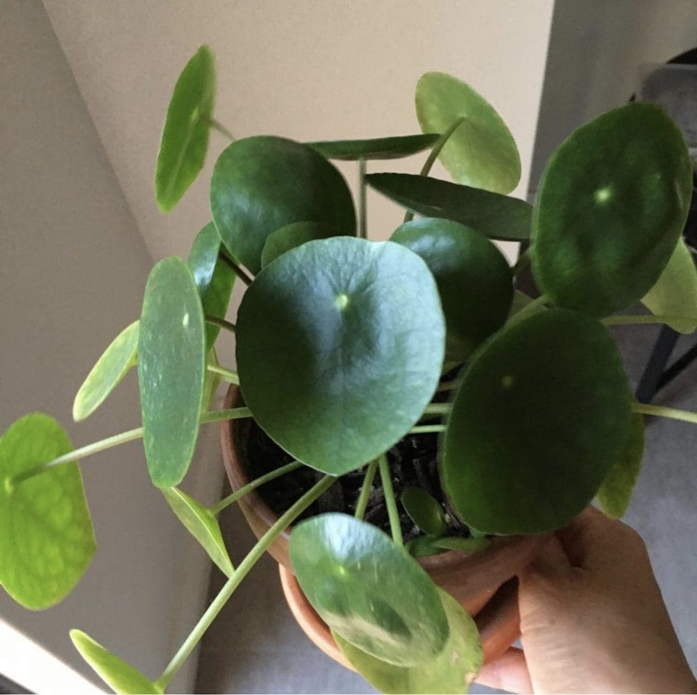 Pilea plant